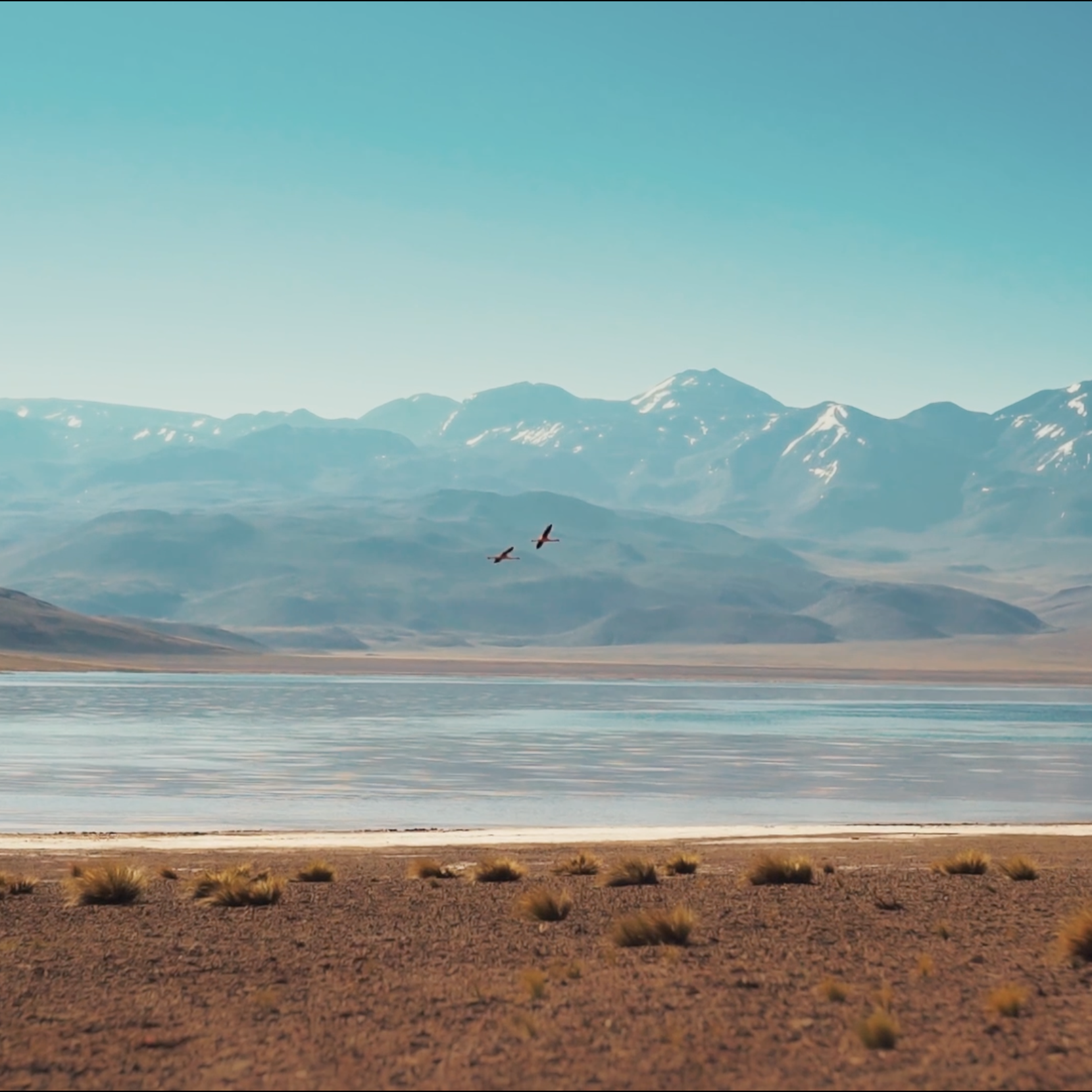 flamants roses à Atacama